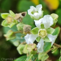 Rubus ellipticus Sm.
